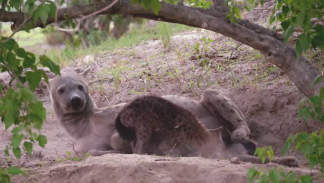 mother hyena laying down, allowing her pup to suckle at her teat