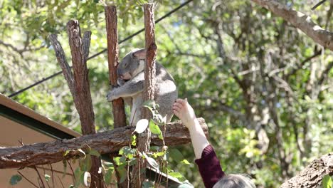 person gently touches a koala on a tree