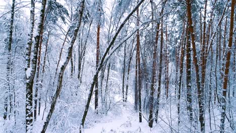 snowy branches in forest. winter fairy background