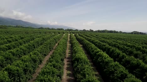 aerial views over top of rows of orange trees in plantation