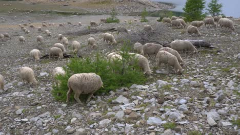 Sheep-Herd-Grazing-at-Allos-Lake,-French-Alps,-on-a-Cloudy-Day