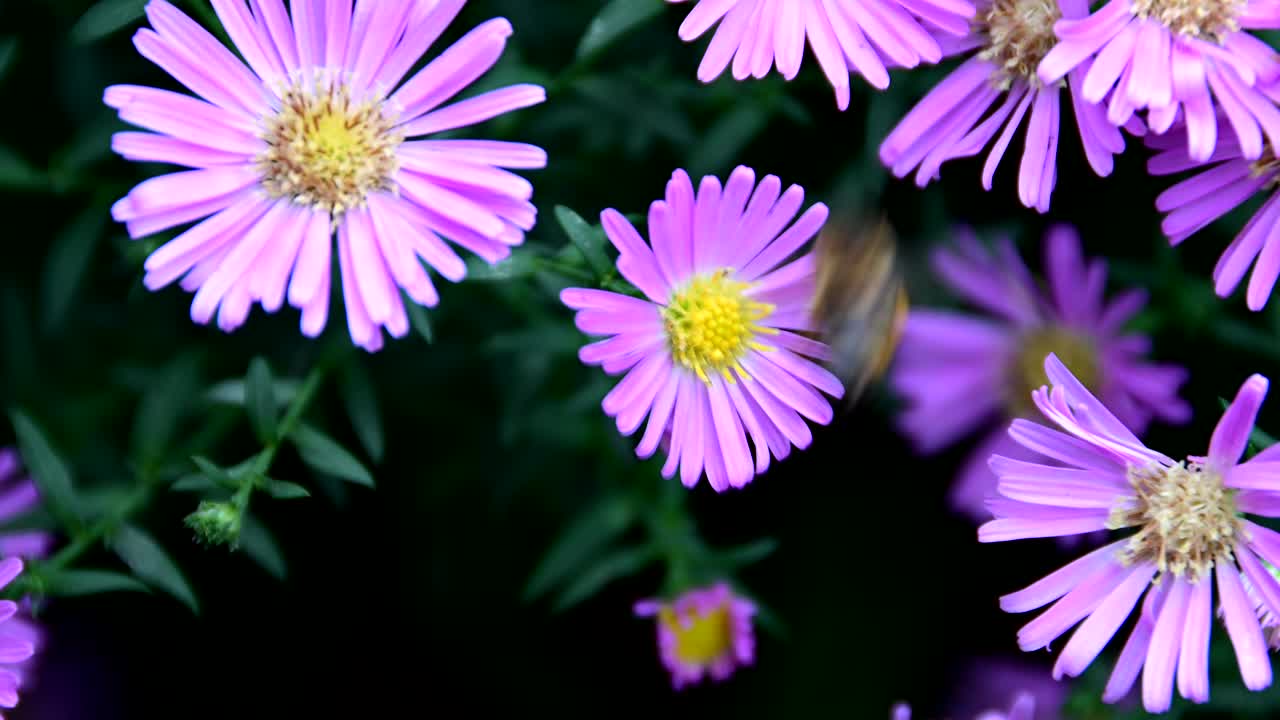 꽃에서 꽃가루를 모으는 벌