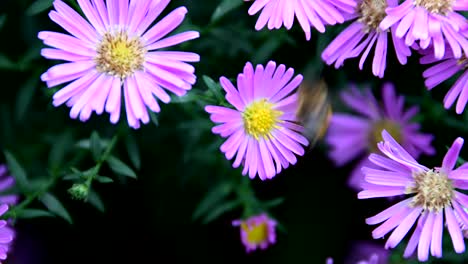 Bee-collecting-pollen-from-flower