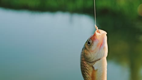 struggling fish tries to escape hook above calm pond in golden hour, close up