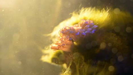 Beautiful-pink-hammer-coral---green-hair-algae-flowing-in-the-water-current-in-a-reef-tank.