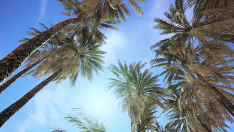 palmeras en un paraíso tropical