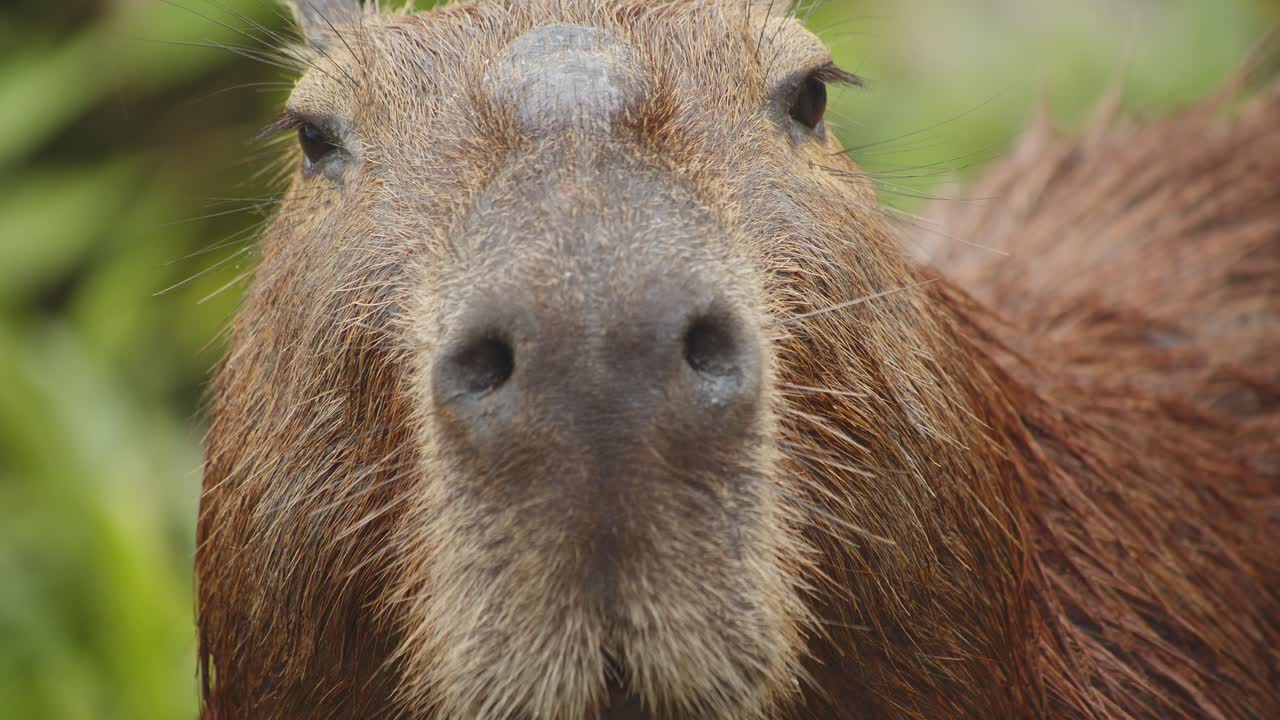 retrato súper cerrado de un capibara masticando y mirando directamente a los ojos
