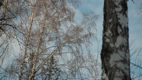 Group of tall bare trees with thin branches standing against bright blue sky during cold winter day, soft natural light casting gentle contrast on tree bark and sky