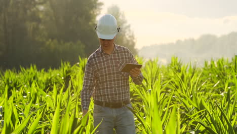 Farmer-using-digital-tablet-computer-cultivated-corn-plantation-in-background.-Modern-technology-application-in-agricultural-growing-activity-concept