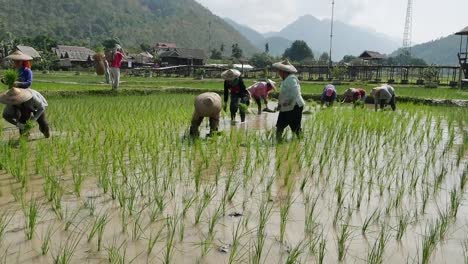 los agricultores están trasplantando brotes de arroz en el campo que contiene barro y agua en el día soleado