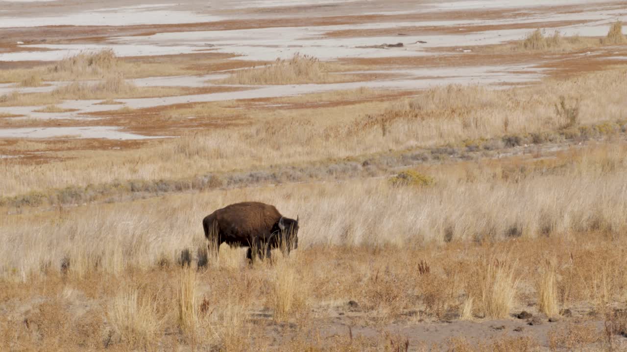 gran bisonte americano macho en la isla de antílope en utah pastando cerca de las salinas - cámara lenta