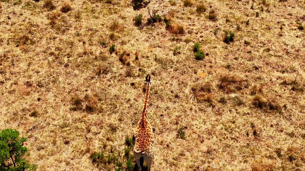 Rear aerial slomo view of giraffe with long flicking tail walking over dry field