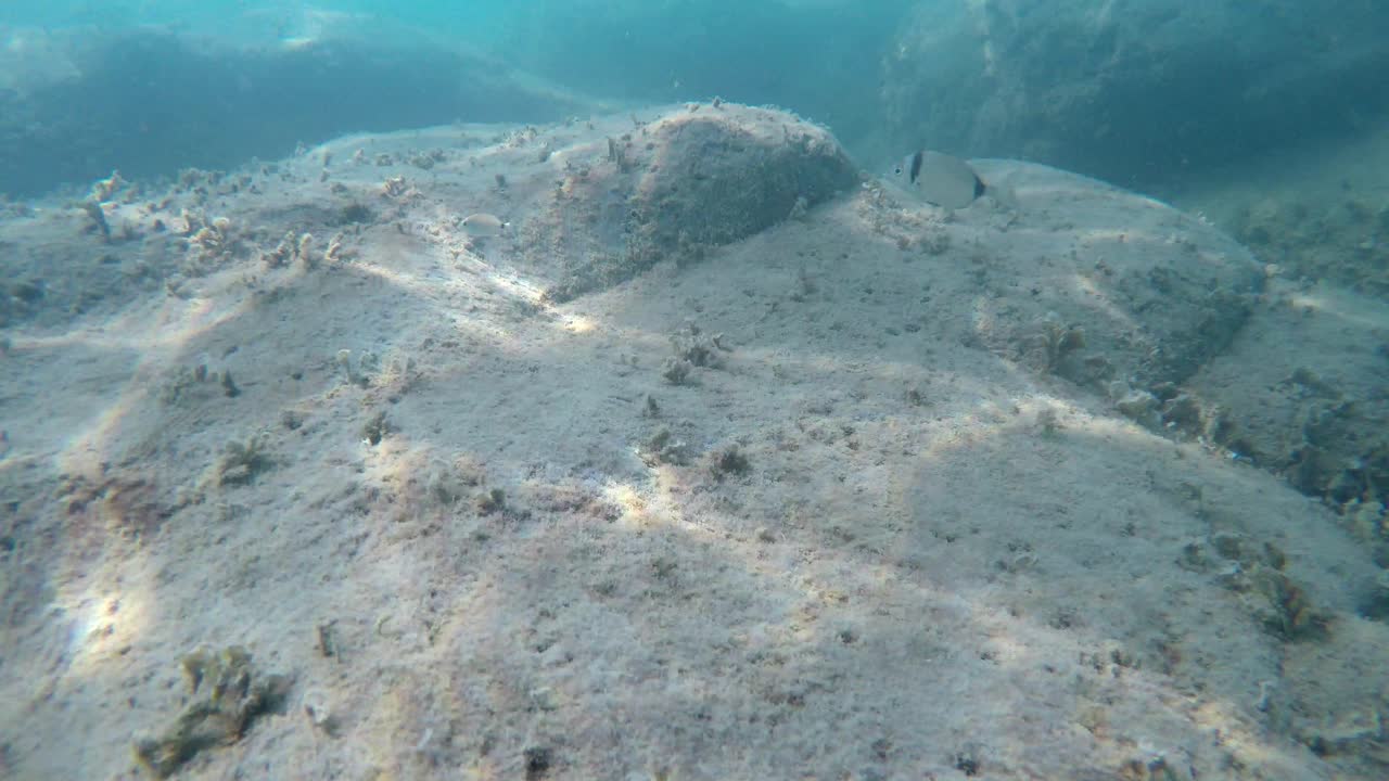 검은 줄무늬가 있는 많은 물고기, 안장 도미 또는 oblade, 해저의 암석 표면 근처