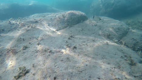 muchos peces con rayas negras, doradas o abladas, cerca de la superficie de la roca en el lecho marino