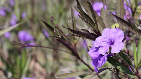 close-up of purple flowers gently moving in wind