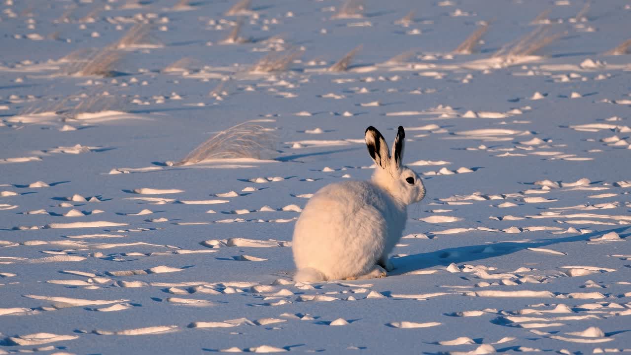 A serene winter scene with a rabbit in snow, captured from a low angle
