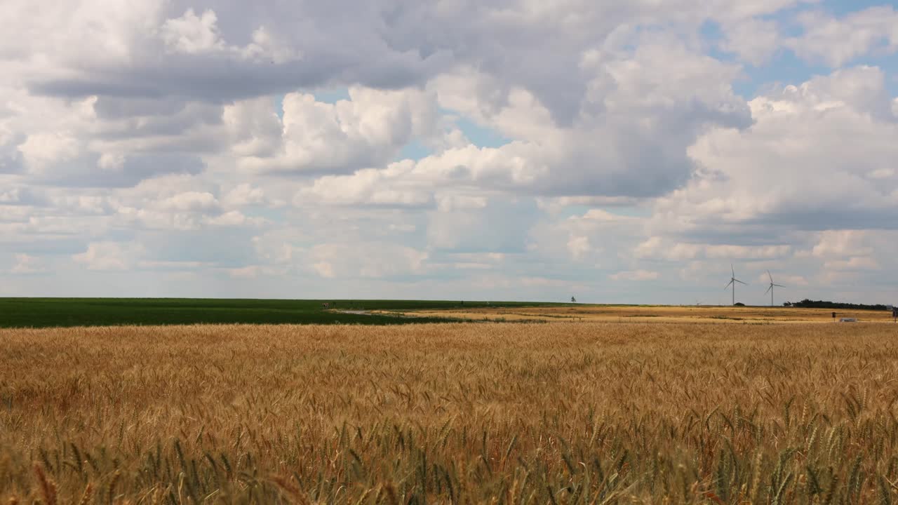 cielo azul nublado sobre campo de trigo dorado - timelapse