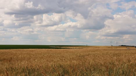 Bewölkter-Blauer-Himmel-über-Goldenem-Weizenfeld---Zeitraffer