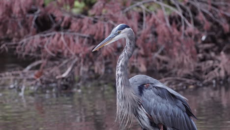 Grey-heron-in-a-stream-at-a-city-park