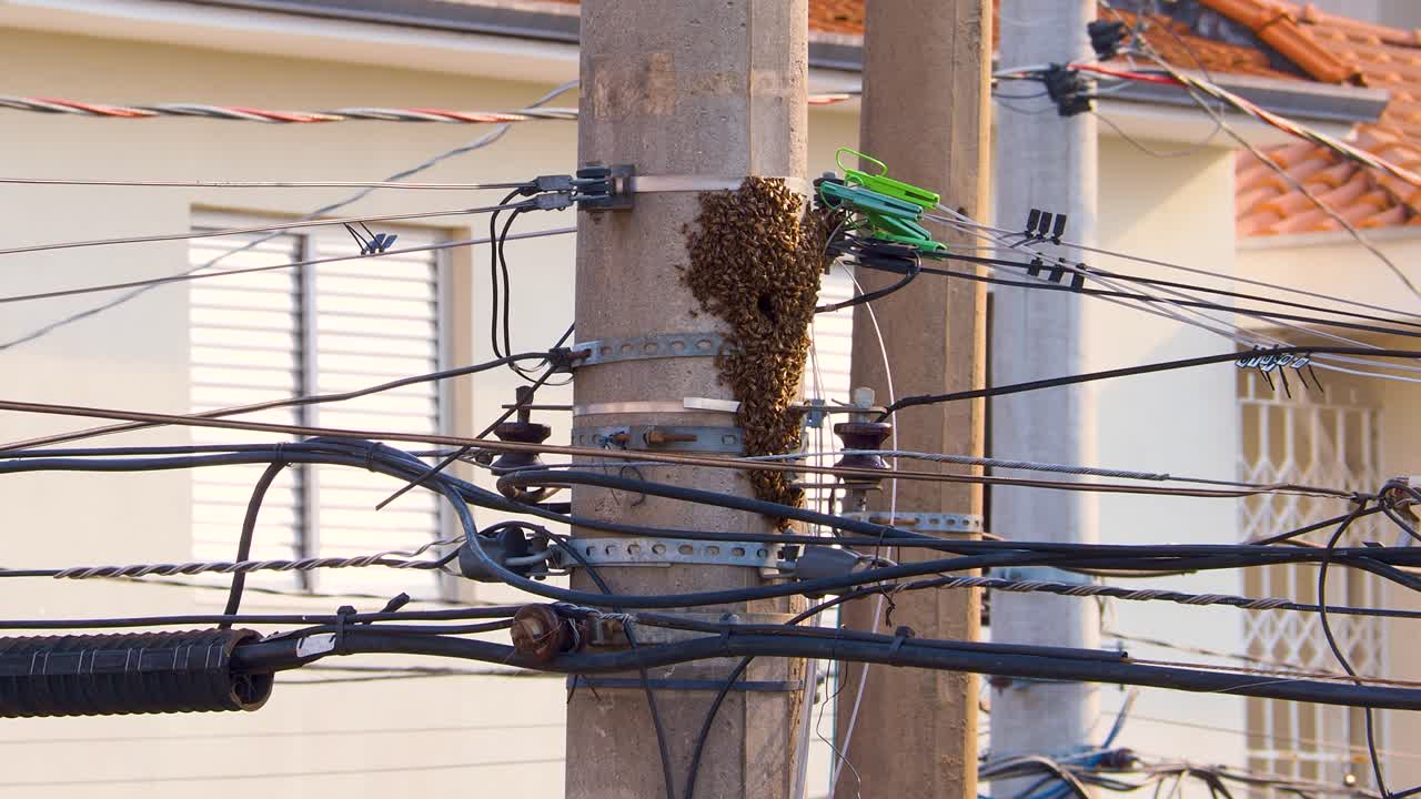 enjambre de abejas en una farola en sao paulo