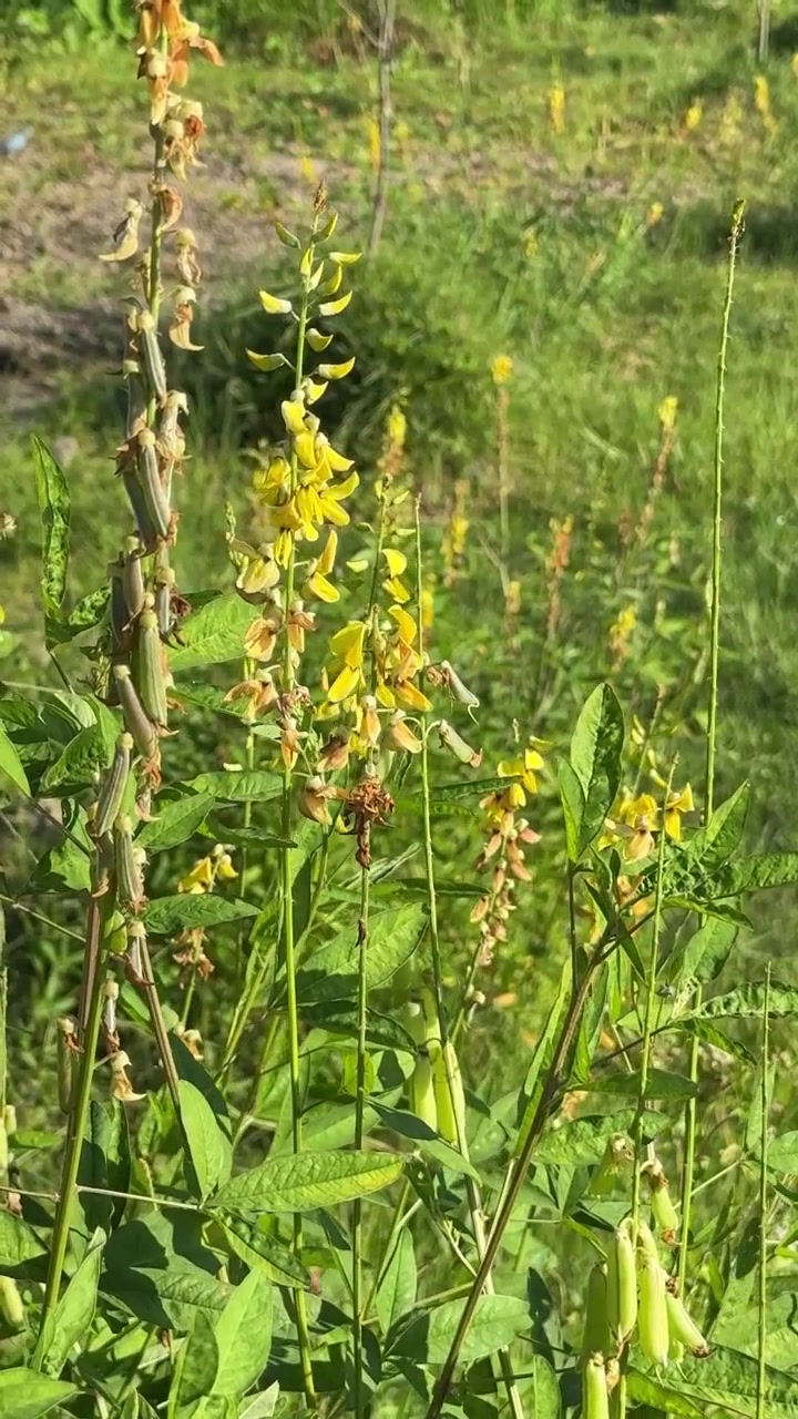 Bumblebee Pollinating Yellow Wildflowers in a Sunny Meadow