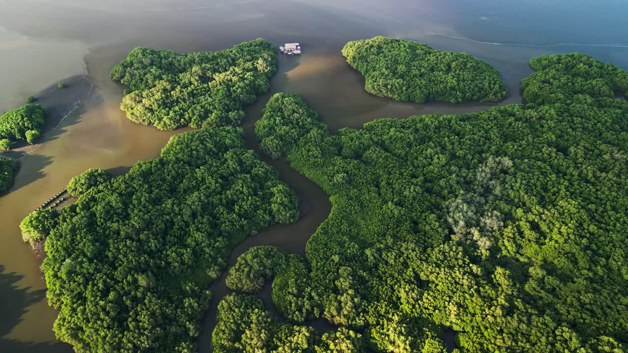 Aerial view of Bali mangrove forest reveals lush green canopy, winding waterways, and thriving coastal ecosystem that protects shorelines while offering a serene escape into tropical nature