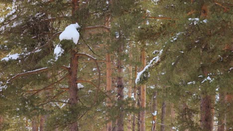 Äste-Auf-Dem-Hintergrund-Des-Schneefalls.-Schneeflocken-Fallen-In-Die-Winterlandschaft.