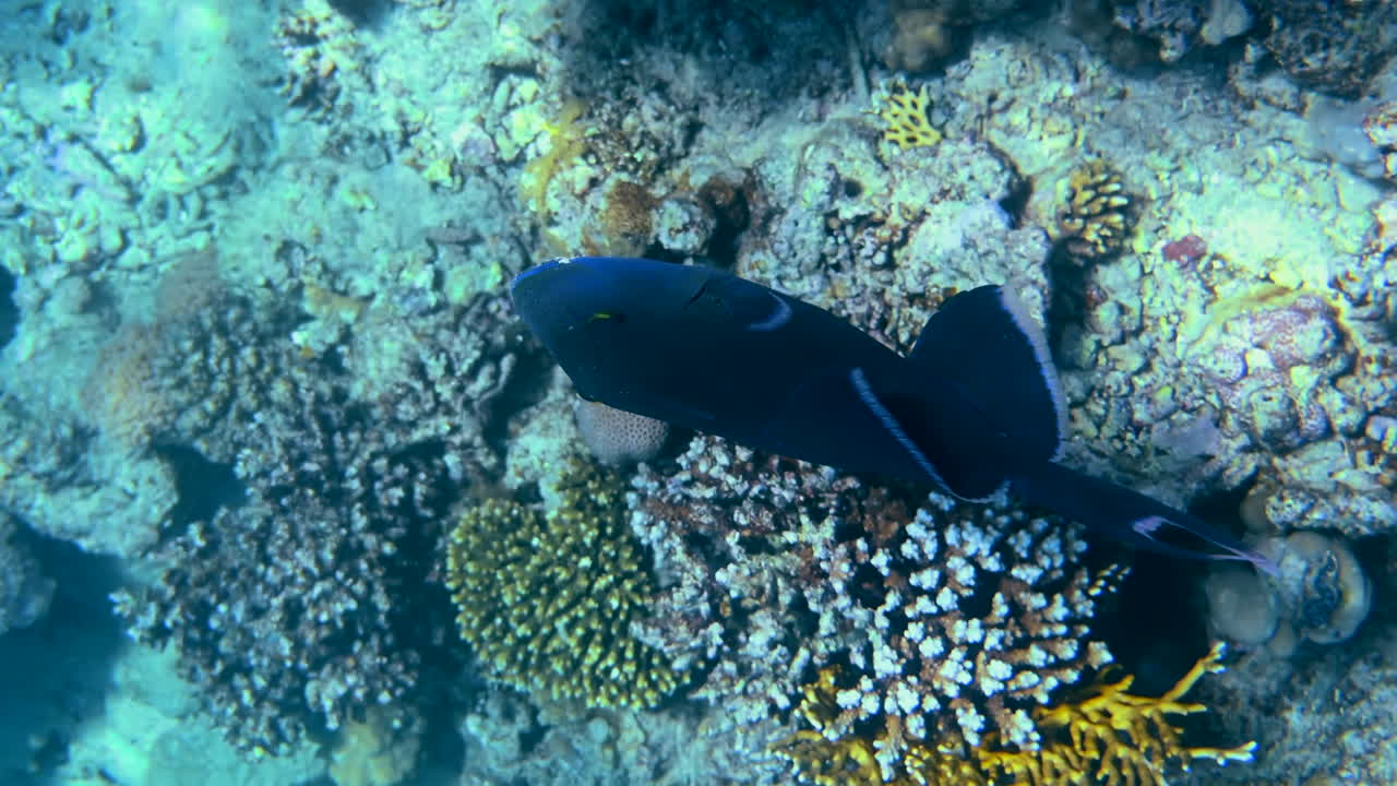サンゴ礁の近くを泳ぐインド triggerfish のクローズアップ。