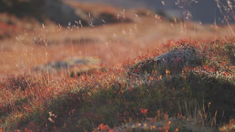colorful undergrowth in autumn tundra