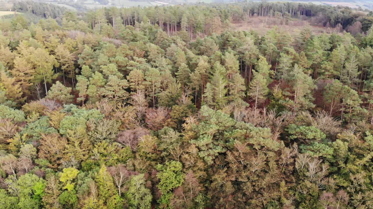 Veduta aerea di una faggeta a East Hill Devon