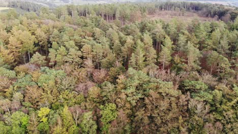 aerial view over beech forest trees in east hill devon