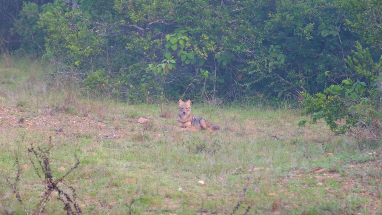 Sciacallo selvatico che si rilassa ai margini della prateria durante un safari naturalistico nel Parco Nazionale di Wilpattu in Sri Lanka.