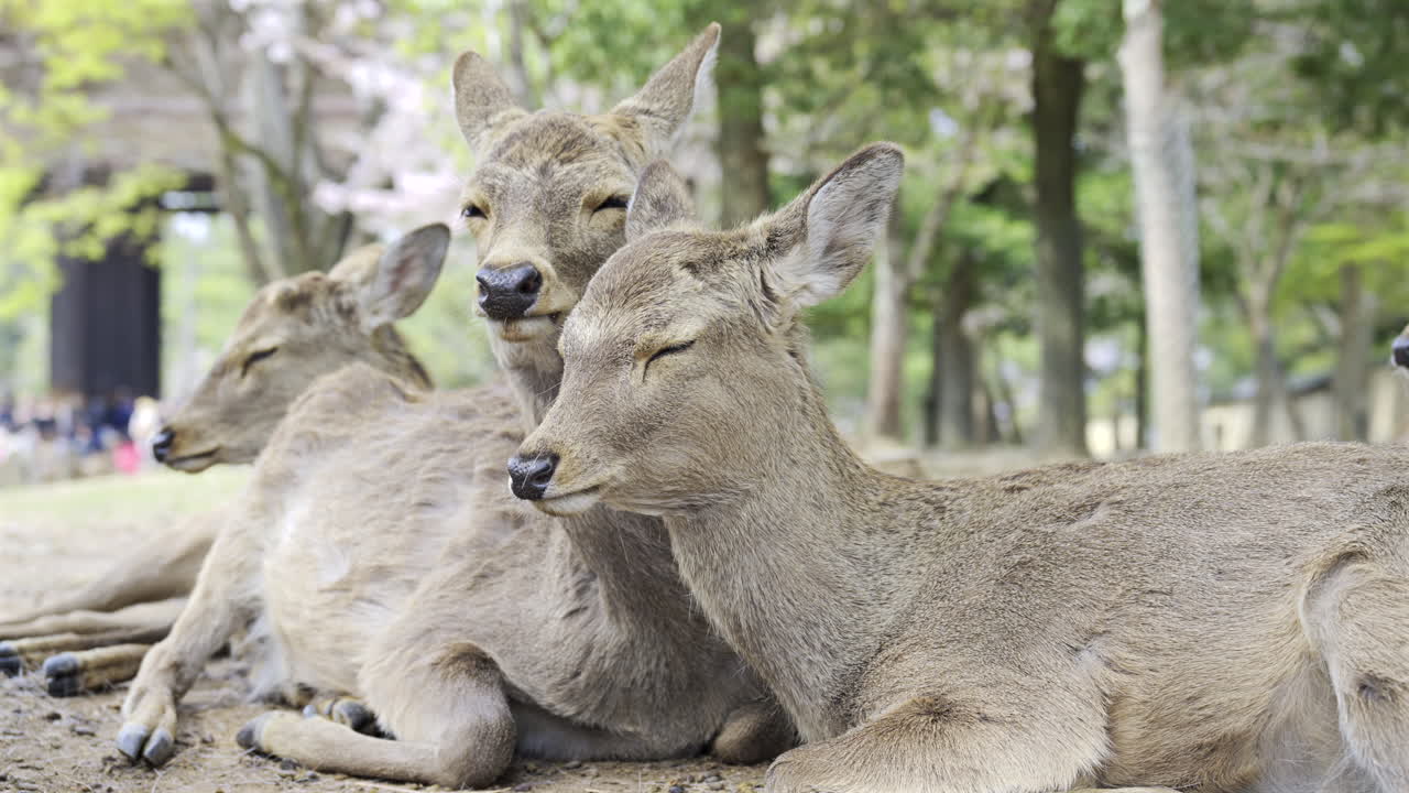 Deer comfortably and cozy lie close to each other in Nara Park, enjoying a sunny day