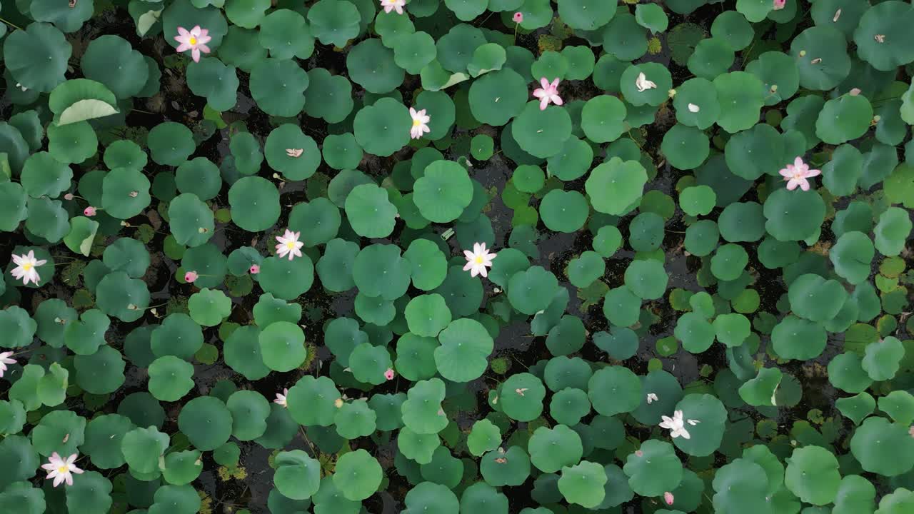 Drone top shot of peaceful Lotus field with green leaves on lake.