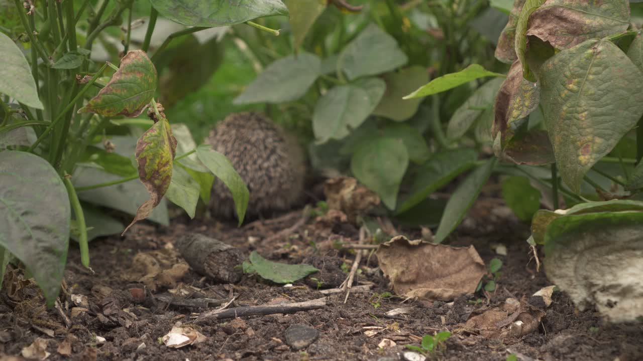 vista posterior de un joven erizo espinoso deambulando por plantas de judías verdes en tierras de cultivo orgánicas