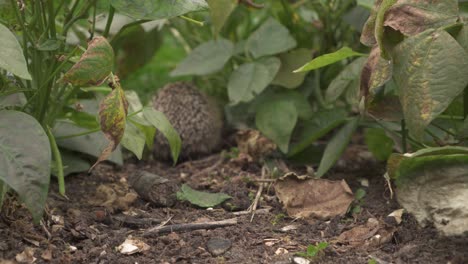 back view of spiny young hedgehog roaming around growing green bean plants in organic farmland