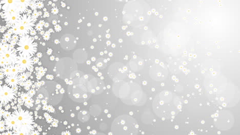 animation of white chamomile flowers on abstract summer background. plant floral ornament. text space. looped motion graphics.