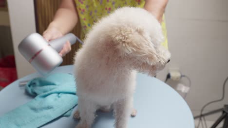 Blow-Drying-White-Coat-Of-Toy-Poodle-Dog-With-Blower-After-Grooming