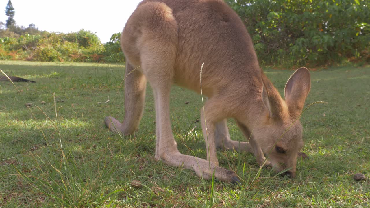 canguro rojo comiendo hierba verde en el campo - mamífero terrestre nativo de australia