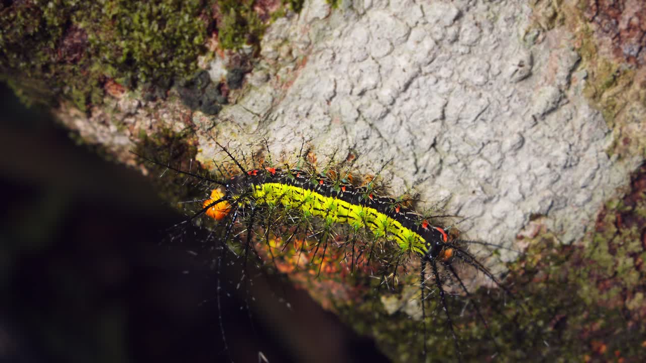 Spines bristle on a Saturniidae moth caterpillar navigating the damp mossy forest tree in Peru’s Amazon.
