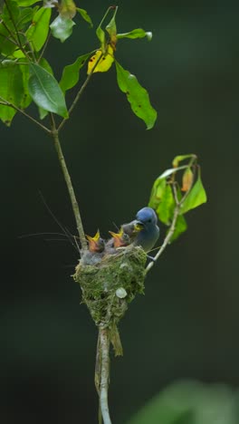 the black-naped monarch chicks chirp when their parents come to bring them food