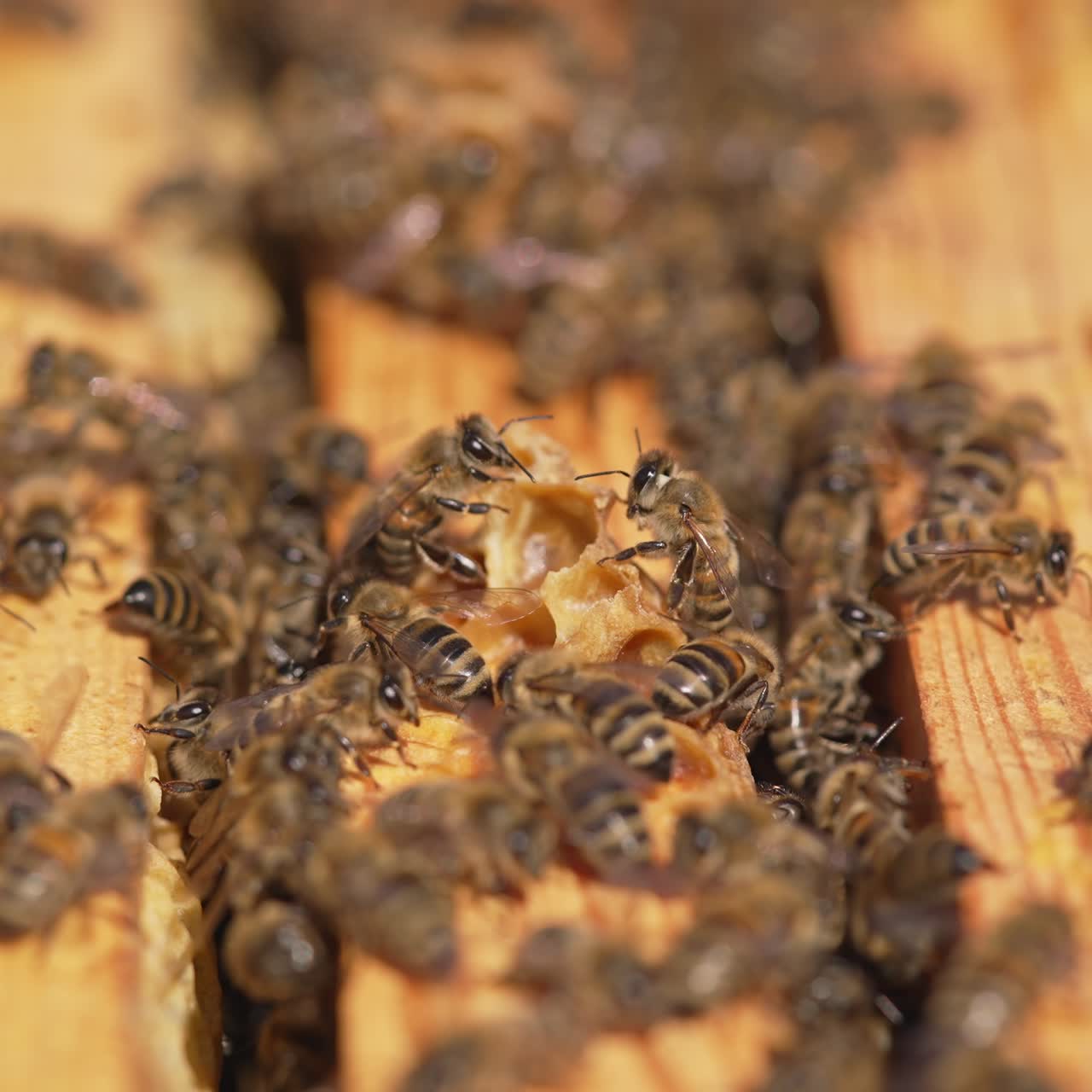 Natural organic honey bees making. Close up of agriculture beekeeping