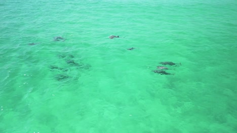 delfines jugando en el agua