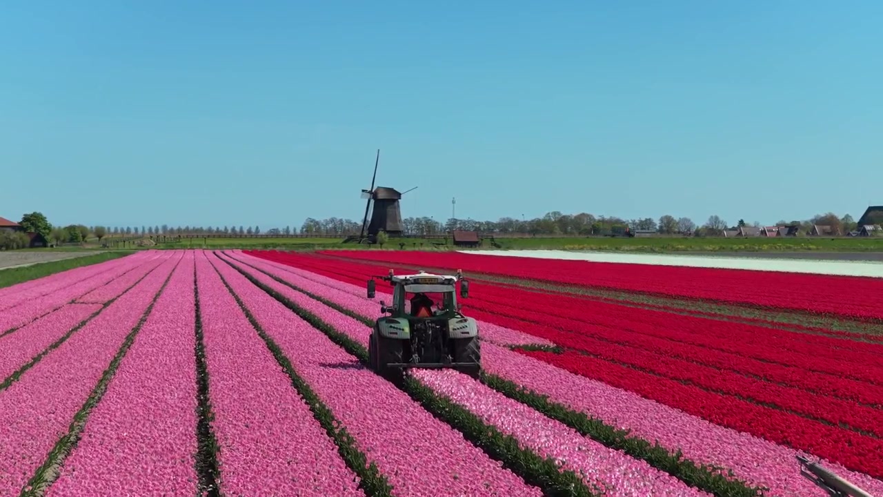 Trattore in un campo olandese con mulino a vento