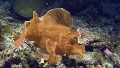 Orange-Rhinopia-Alias-Schaufelblatt-Drachenkopf-Läuft-über-Korallenriff,-Scheidet-Kot-Aus,-Halbtotale-Bei-Tageslicht,-Alle-Körperteile-Sichtbar,-Seitenansicht