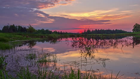 Close-up-view-of-thick-dense-green-foliage-of-grass-and-lily-pads-on-the-surface-of-the-lake-during-sunrise-timelapse