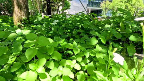 vibrant green plants under sunlight in a city park, with trees and buildings in the background