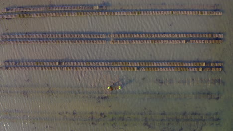 Aerial descent reveals maritime workers meticulously crafting oyster bed frames