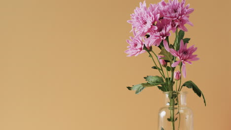 video de flores rosadas en un jarrón de vidrio con espacio de copia en fondo amarillo