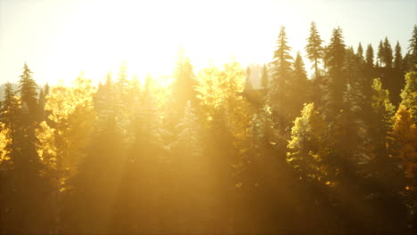 Paisaje-Otoñal-De-Montaña-Con-Bosque-Amarillo